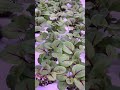 #garden