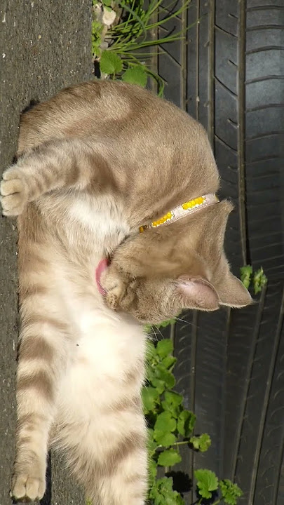 Tabby Cat Gazing and Grooming Cool!
