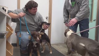 Knox County Humane Society disputes plan to return rescued animals to owner