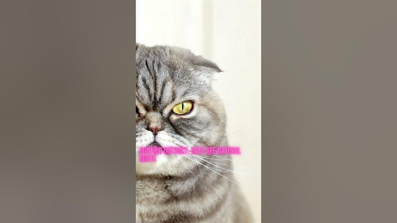 why do cats like to sleep YouTube