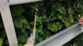 strawberry pollination