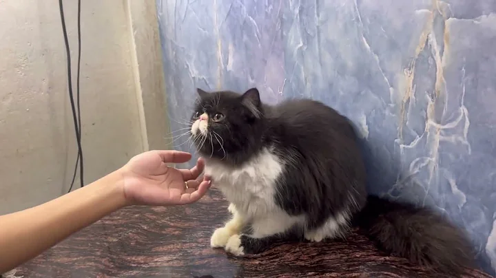 Video 11865481: persian cat bathing, grooming