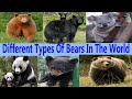 Different Types Of Bears In The World 4K