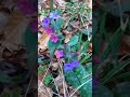 Plućnjak Pulmonaria officinalis Lungwort Lungenkraut #new #shorts #viral #trending #plants #nature Mp3 Song