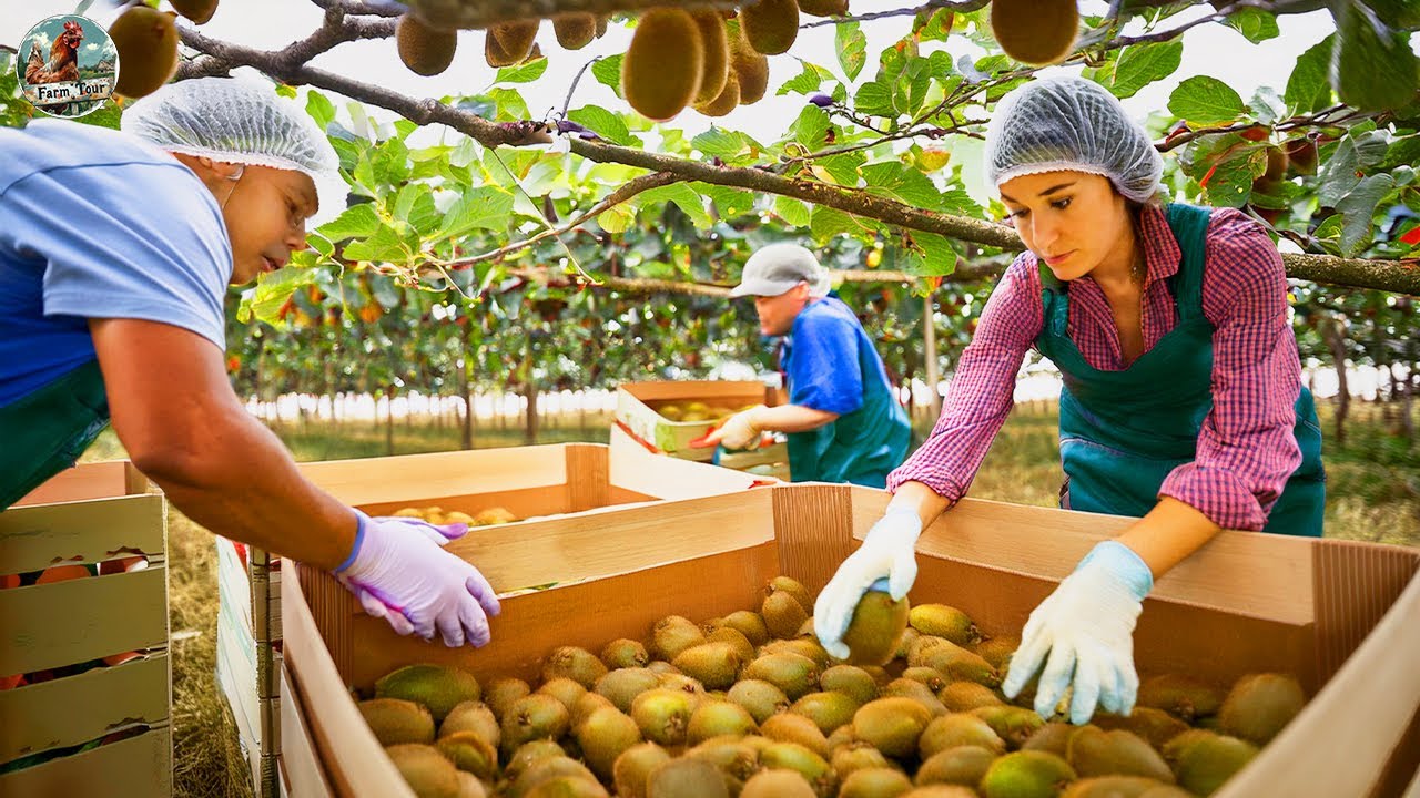How Farmers Harvest and Pack Kiwi in New Zealand | Amazing Kiwi Farm ...