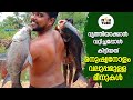 മനുഷ്യനോളം വലുപ്പമുള്ള മീനുകളെ അപ്രതീക്ഷിതമായി കിട്ടിയത്