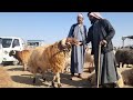 سوق الحدادية اليوم 2026 5 2 ربج الدلال ابو حسين والدلال الملا والسيد وحركة المجنوي والمعز 