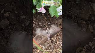 Hawkmoth Foraging | Animal Observations