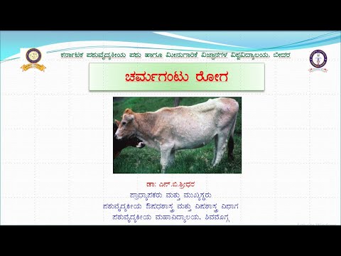 ಜಾನುವಾರುಗಳ ಚರ್ಮ ಗಂಟು ರೋಗ      Lumpy Skin Disease in Cattle Kannada Dr N B Shridhar