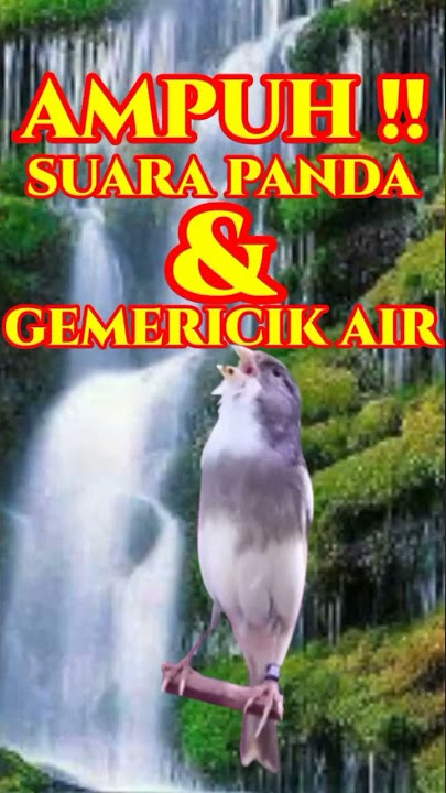 TERAPI SUARA KENARI PANDA DAN GEMERICIK AIR | CANARY SINGING