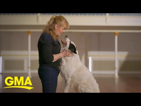 International dog show allows rescue dogs to compete