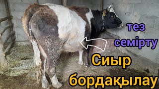 Сиыр бордақылау.Артық шығынсыз тез семірту әдісі.Бордақы нәтижесі