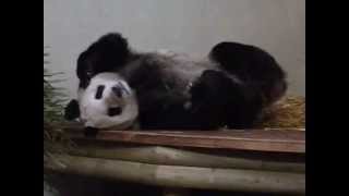 Tian Tian is so ladylike! (Edinburgh Zoo pandas)