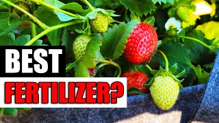 Best Strawberry Fertilizers!  Garden Quickie Episode 139