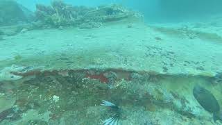 Diving in Saint Maarten January 2022 #divestmaarten
