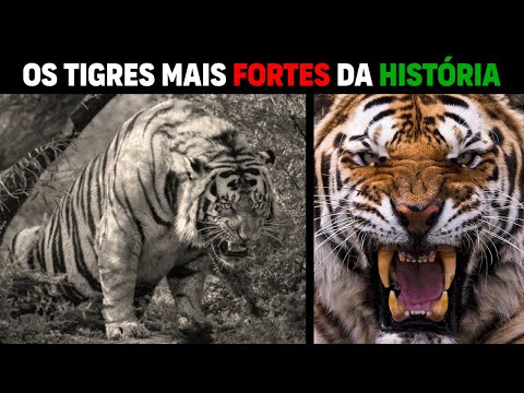 Tigre - 10 TIGRES MAIS PODEROSOS DA HISTÓRIA