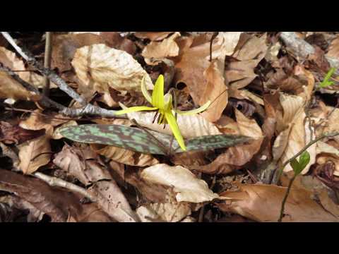 Video: Erythronium