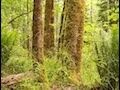 Vancouver chamber choir  in paradisum