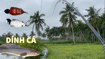 Câu lure cá lóc ở đồng ruộng ngập nước sau mưa, cá táp như đỉa đói, snakehead fishing lures