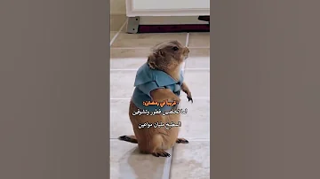 اهرب على فين دعم اكسبلور 