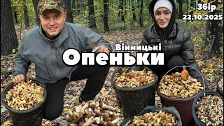 видео: МОРЕ ОПЕНЬОК на Вінничині!!! картинка: МОРЕ ОПЕНЬОК на Вінничині!!!