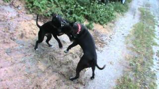 Tvg-9 Straszliwy Atak Matkobójczyni