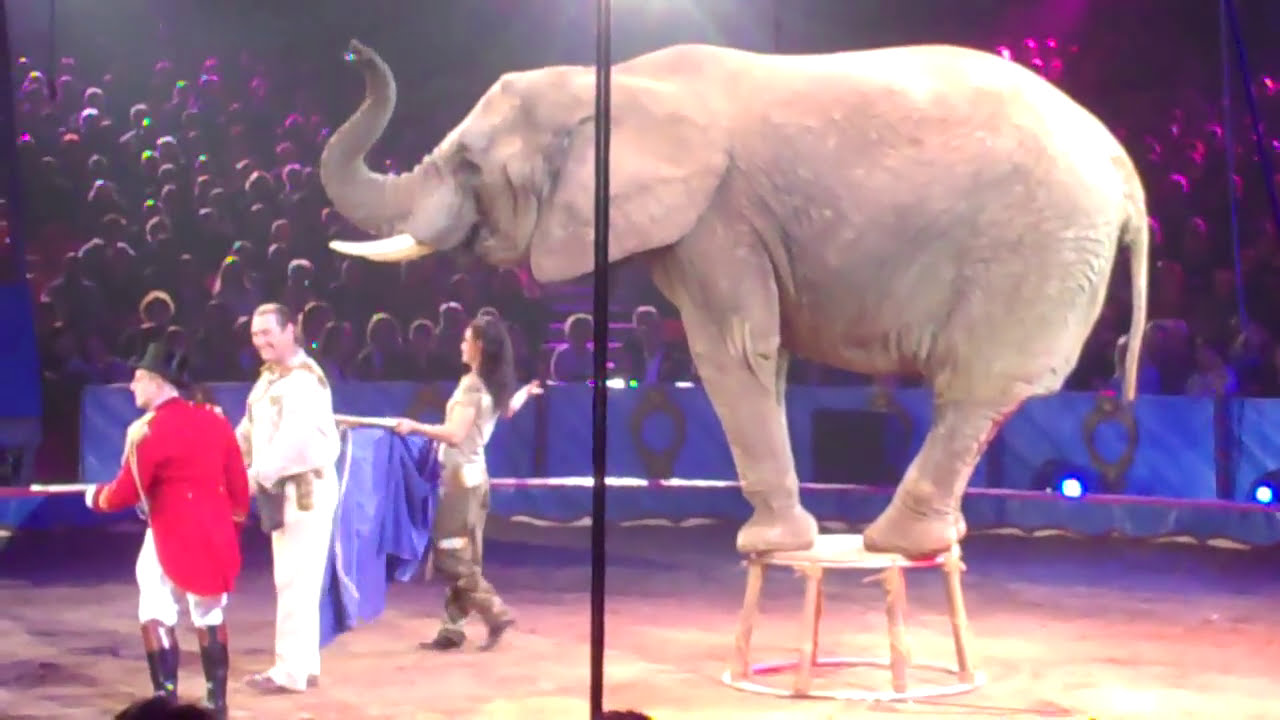 Elephants 🎪cirque de  🇲🇨  Monte Carlo 2010 🐘  #elephant #circus