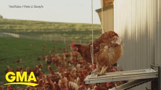 CEO speaks out after egg heist in Pennsylvania