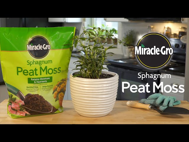 What To Know Before Using Sphagnum Moss Peat Moss for your