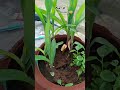 Plant🌱Lover😍சோளம் நடவு😘 #homegarden#villagerlifestyle #villagevlog#minivlog#salem👧#like#Supportguys