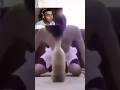 Try not to laugh #1 #valorant #trynottolaugh #funney #memes #challenge #valorantclips