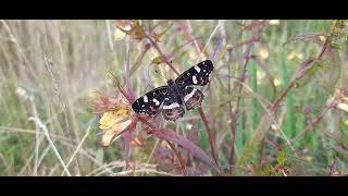 Пестрокрыльница изменчивая 🦋