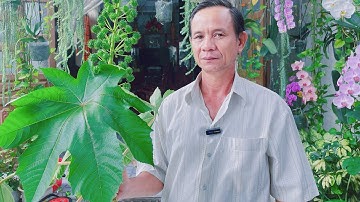 Cây Thầu Dầu Tía Một Vị Thuốc Quý Ít Người Biết