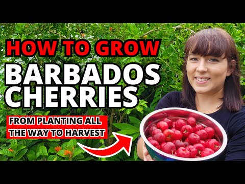 वीडियो: एसरोला ट्री केयर: बारबाडोस चेरी के पेड़ कैसे उगाएं