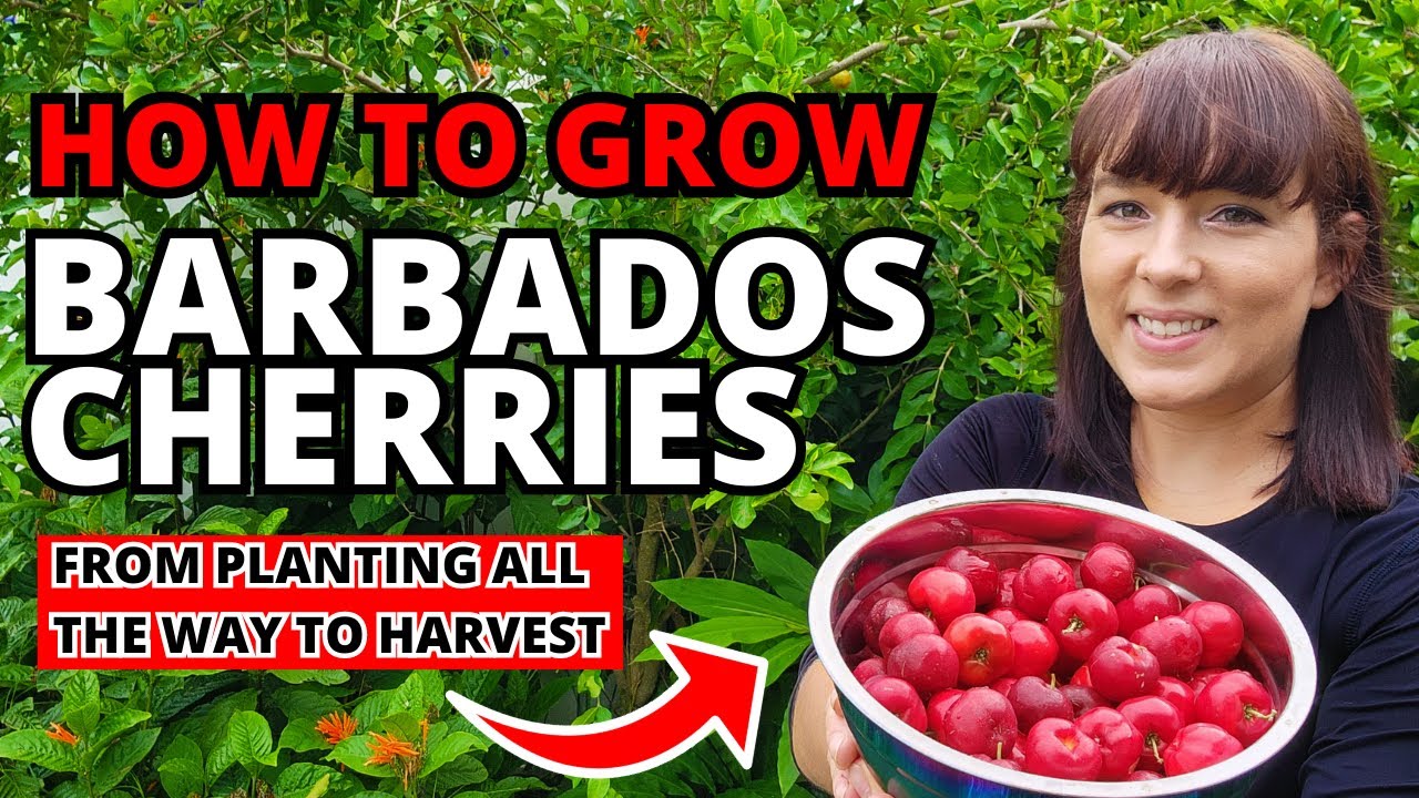 Barbados Cherries How To Grow This Superfood Fruit Tree At Home