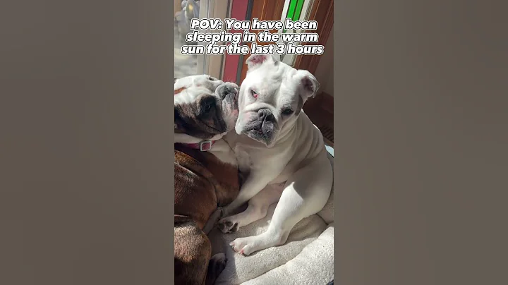 After I filmed this they fell asleep AGIAN 🥲 #bulldog #englishbulldog #cute #funny