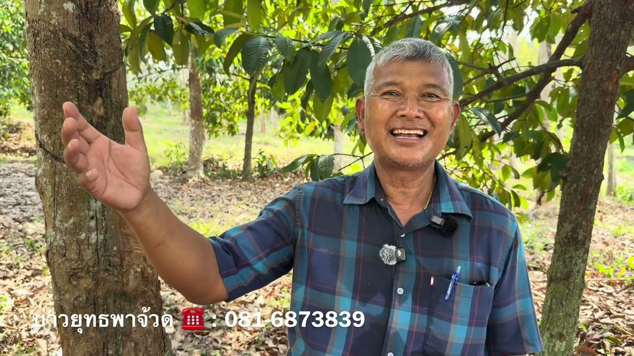 ฟื้นฟูยางพาราด้วยจุลินทรีย์บลาสซีสและจุลินทรีย์ทั้ง 17 พด. | อ. พรต | บ่าวยุทธพาจ้วด