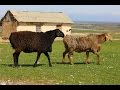 Селекционно-племенная работа с овцами Гиссарской породы в племзаводе "Гиссар"