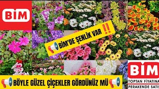 📢BİM'DE HEMDE ÇOK UCUZ‼️📢BÖYLE GÜZEL ÇİÇEKLER GÖRDÜNÜZ MÜ📢 HAYALİMDEKİ ÇİÇEKLER😍