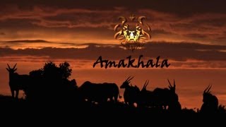 Amakhala Game Reserve: Where Nature and Luxury Unite