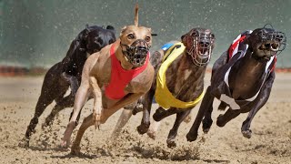 TOP 10 fastest dog breeds in the world... by TOP 10 359 views 2 months ago 55 seconds