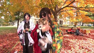 Mason's doggie trick-or-treat parade aids animal shelter