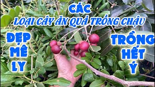 NHỮNG LOẠI CÂY ĂN TRÁI ĐẸP MÊ LY - TRỒNG CHẬU HẾT Ý