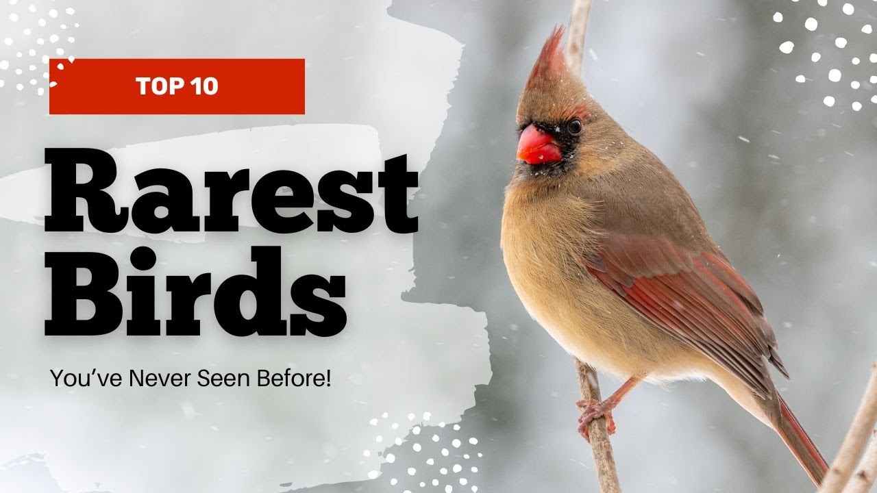 10 Rarest Birds You've Never Seen! - YouTube