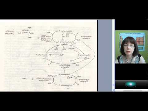 6 ლექცია. რა არის ცილა? (2 ნაწილი)