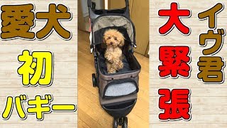 【祝！初バギー】可愛い犬 トイプードル イヴ君 ペットカートに乗る ペットバギー 安定感抜群 多頭飼い