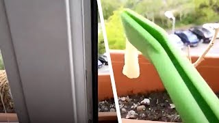 Man Is Startled By What He Finds In The Window Box \& Immediately Knows What He Has To Do