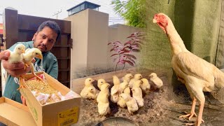 White King Shamo Chla gy, How To start King Shamo Farming At Home, Free Range Chicken Farming, Hsn by HSN Entertainment 17,480 views 2 months ago 8 minutes, 9 seconds