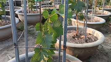 Hướng dẫn cách làm cho thân cây nho con. mập và khỏe.lh0369274579