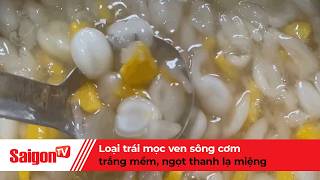 The riverside fruit with soft, subtly sweet white meat | SaigonTV News screenshot 3